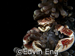 Strike A Pose! Taken in Anilao with Canon G7. by Edvin Eng 